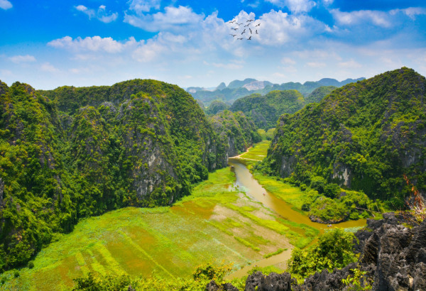 Tam Coc Ninh Binh During the Rice Harvest: One day Schedule & Things to know before visiting