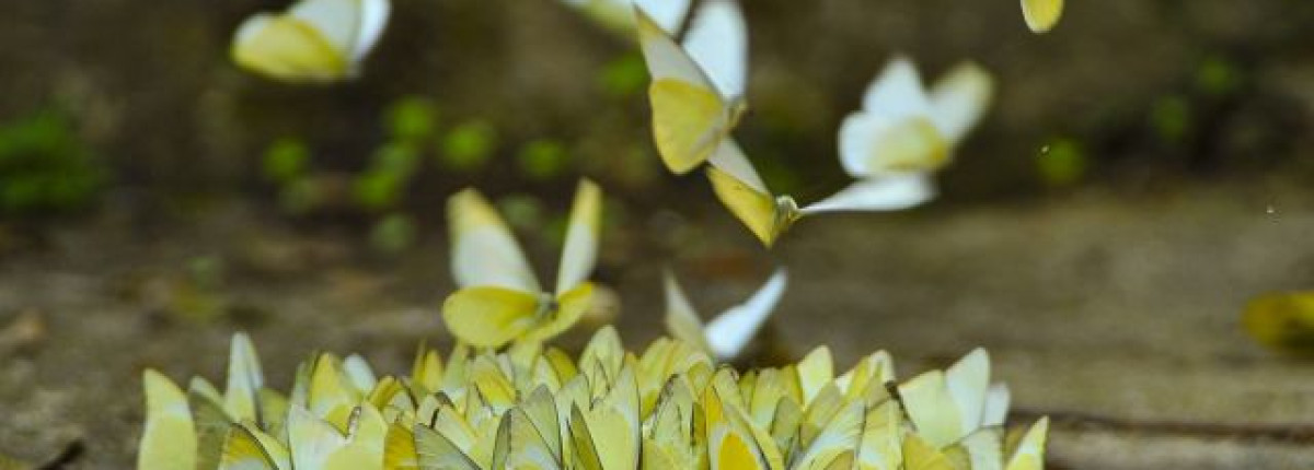 All about Cuc Phuong Butterfly Season: A Must-See Phenomenon for Travelers