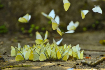 All about Cuc Phuong Butterfly Season: A Must-See Phenomenon for Travelers