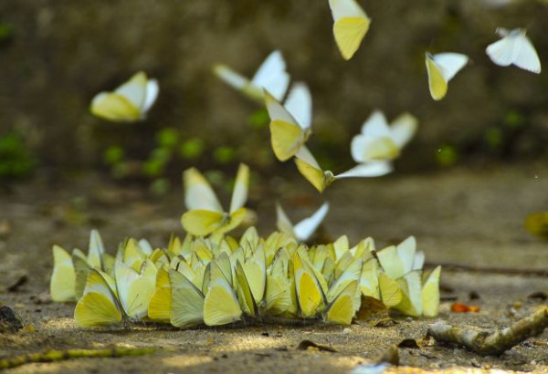 All about Cuc Phuong Butterfly Season: A Must-See Phenomenon for Travelers