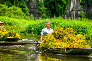 What to Expect on a Tam Coc Boat Tour in Summer: Weather, Scenery & Tips