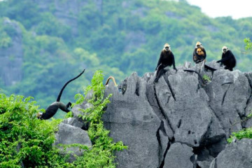 Cat Ba Island to Tam Coc: A Comprehensive Guide from A to Z