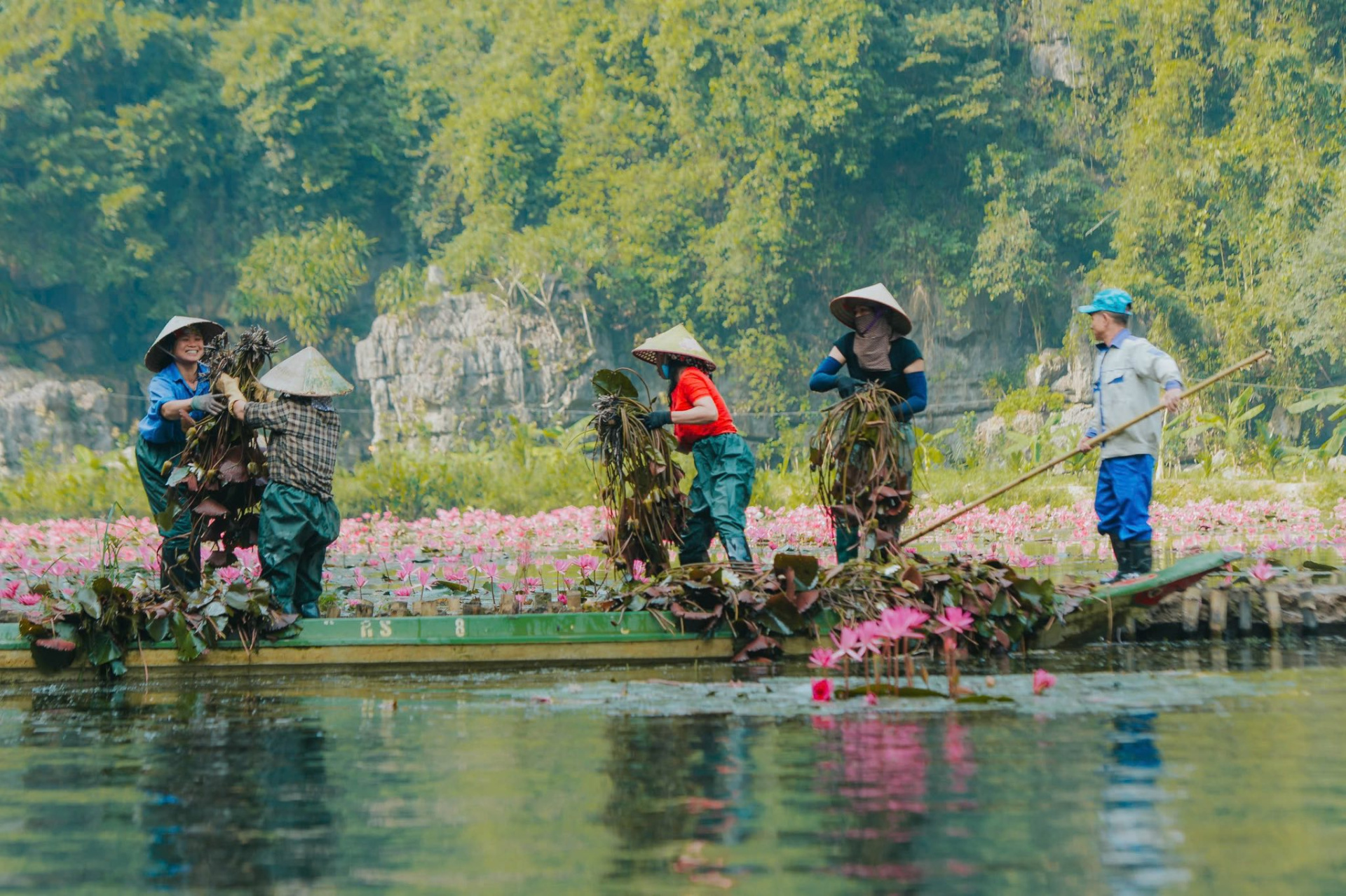 Local farmers harvest lily flowers in Tam Coc