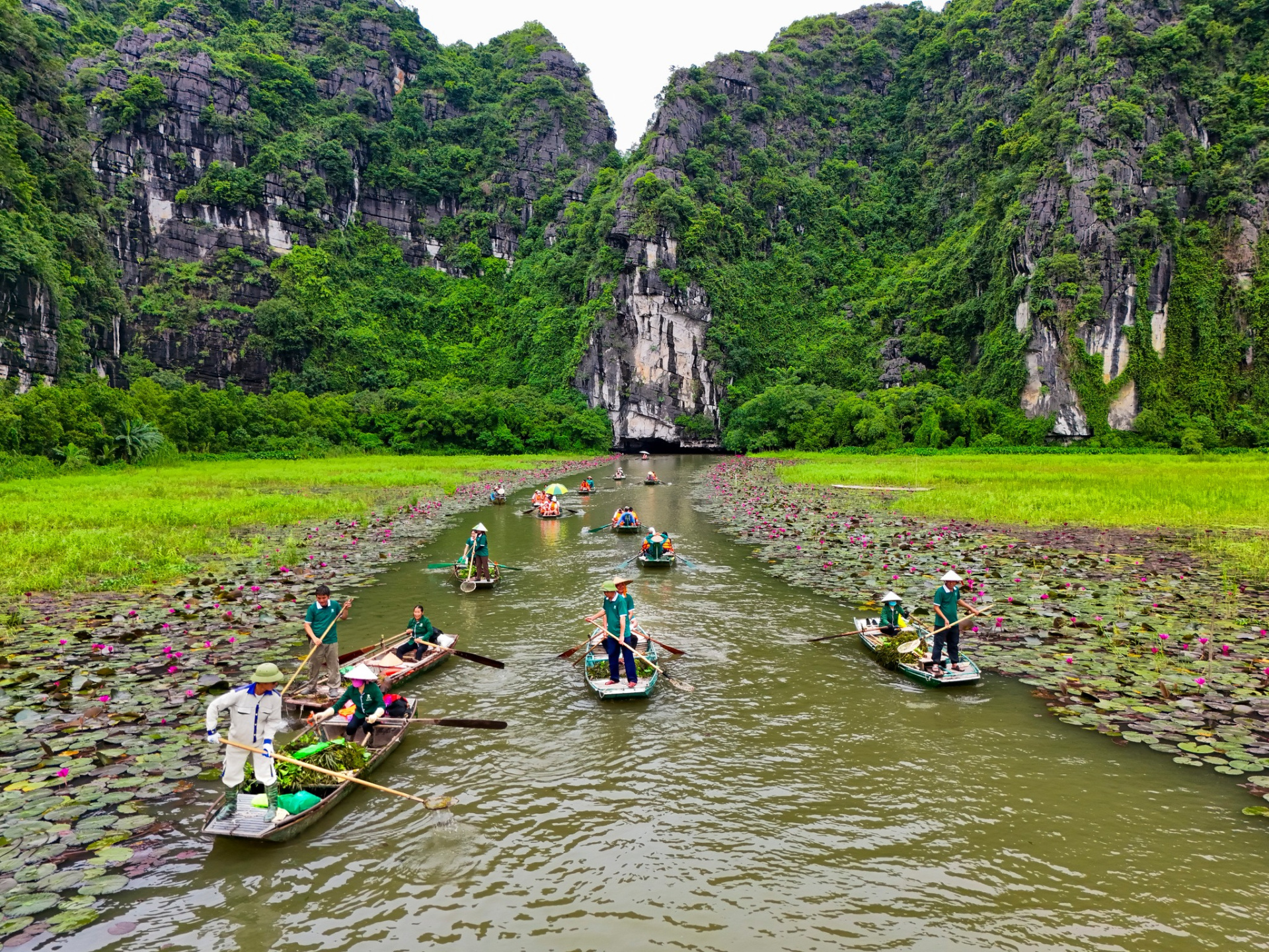Tam Coc waterlily season - Best time to visit Tam Coc